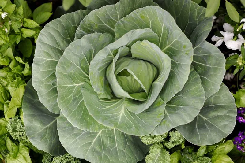 Cabbage