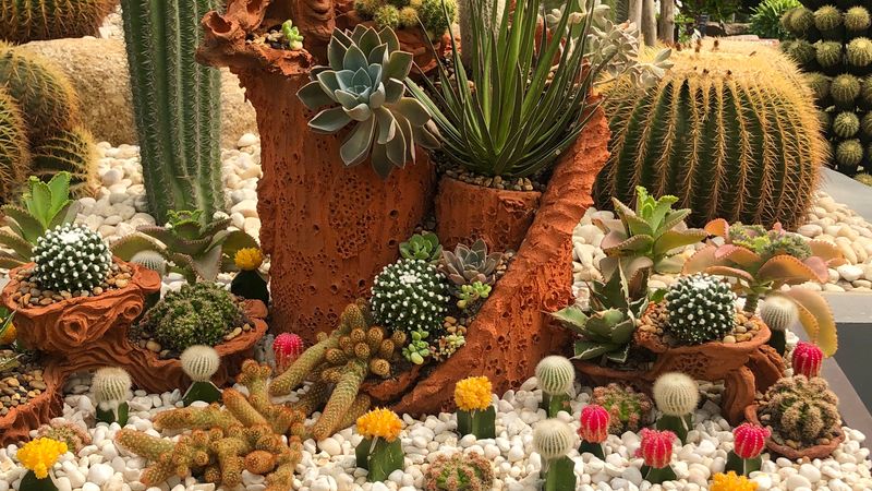 Cacti Arrangements