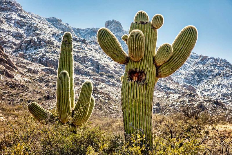 Cacti