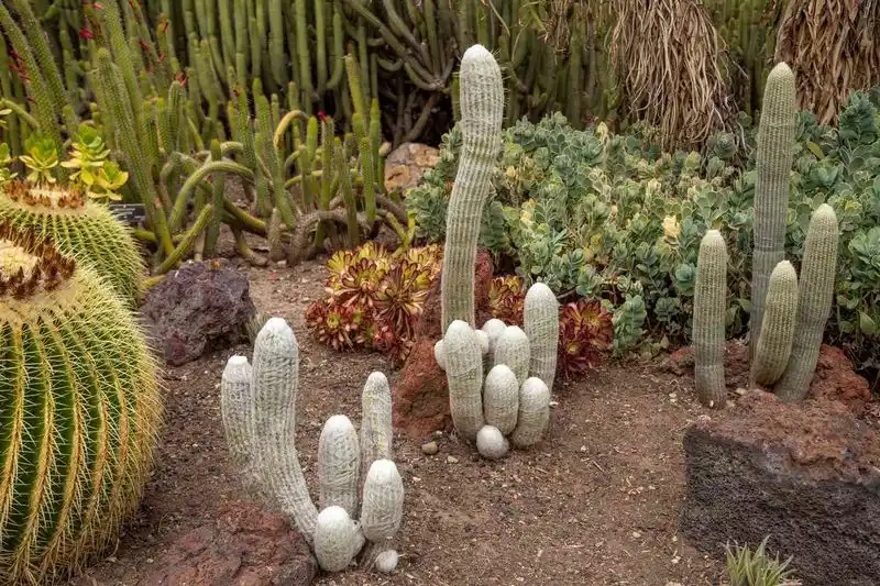 Cactus