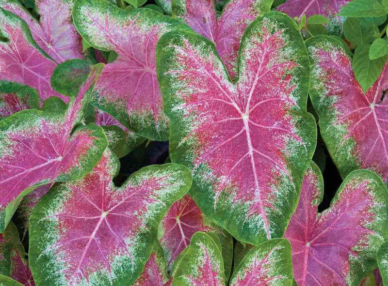 Caladium