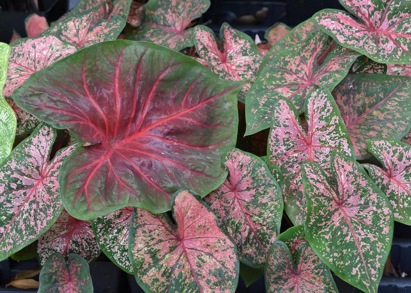 Caladium