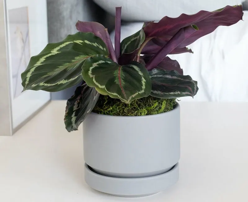 Calathea