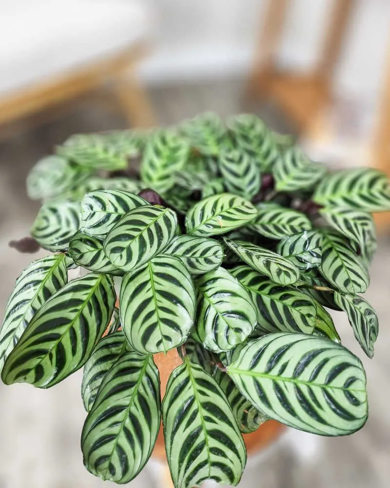 Calathea