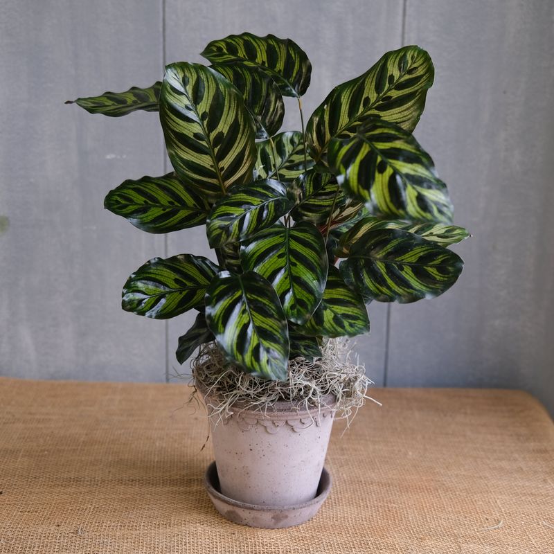 Calathea