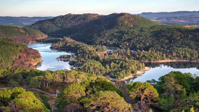 Caledonian Forest, Scotland