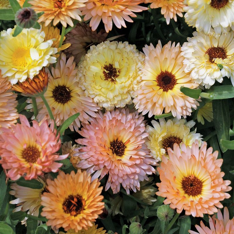 Calendula