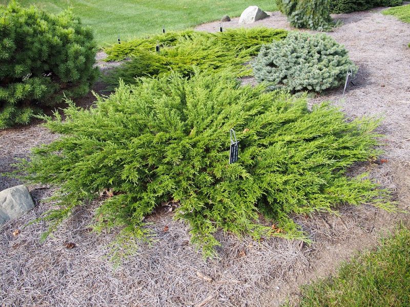 Calgary Carpet Juniper