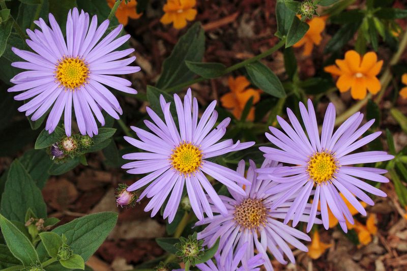 California Aster