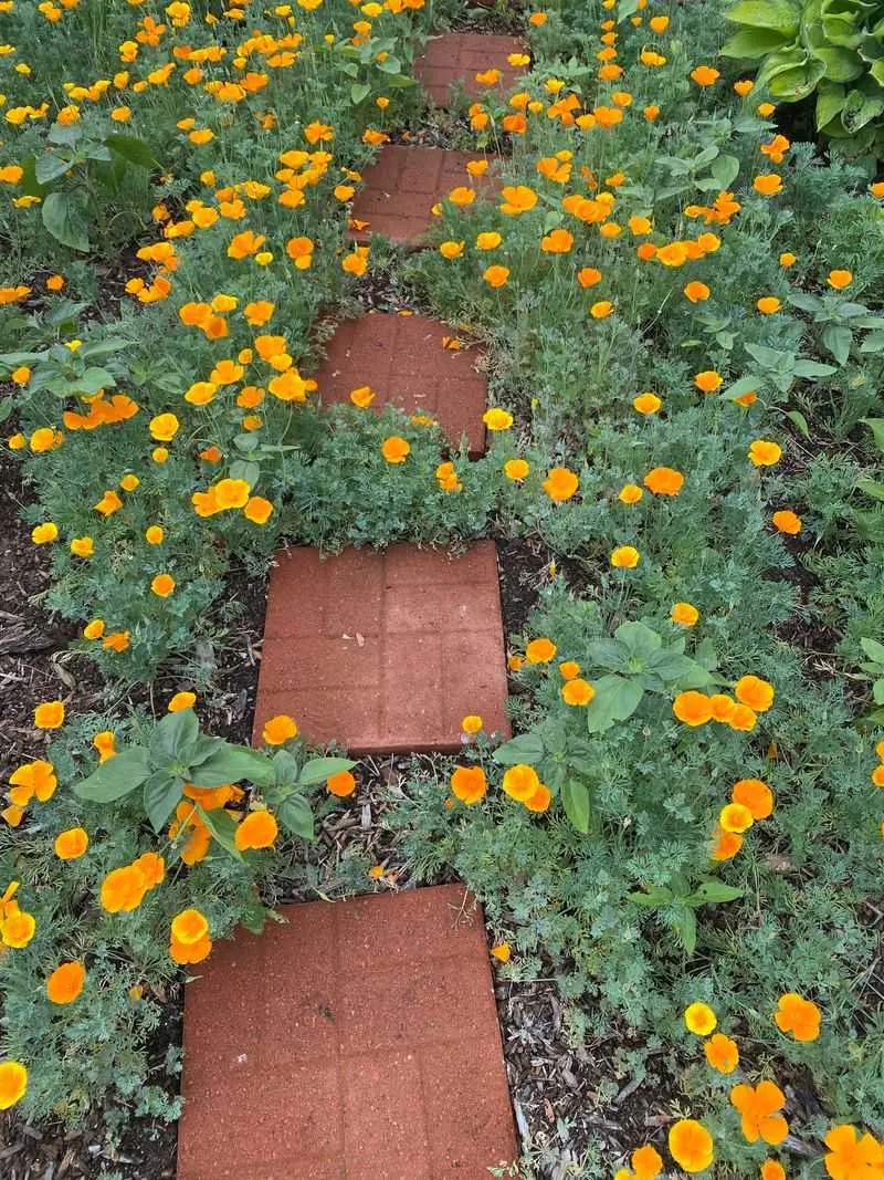 California Poppy