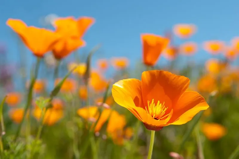 California Poppy