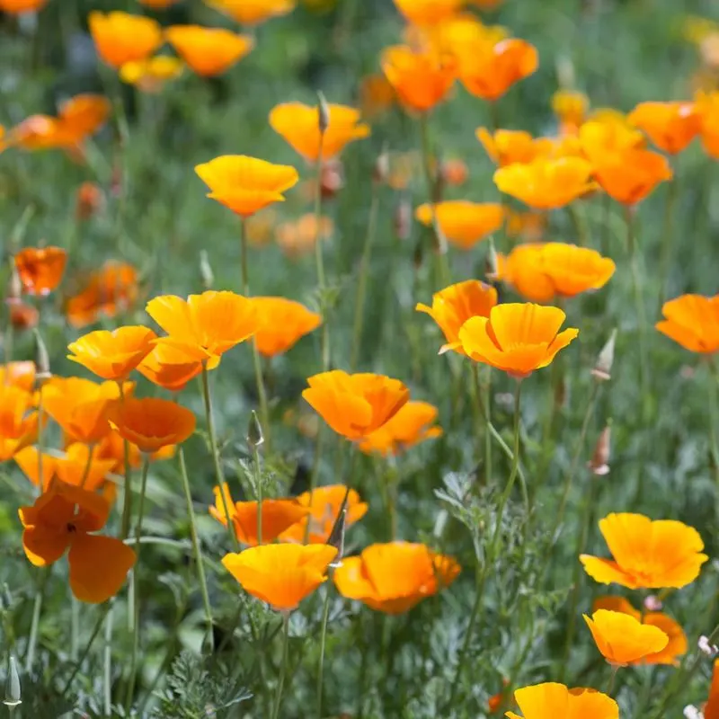 California Poppy