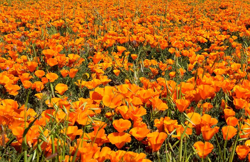 California Poppy