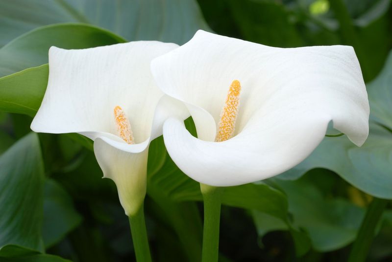 Calla Lily