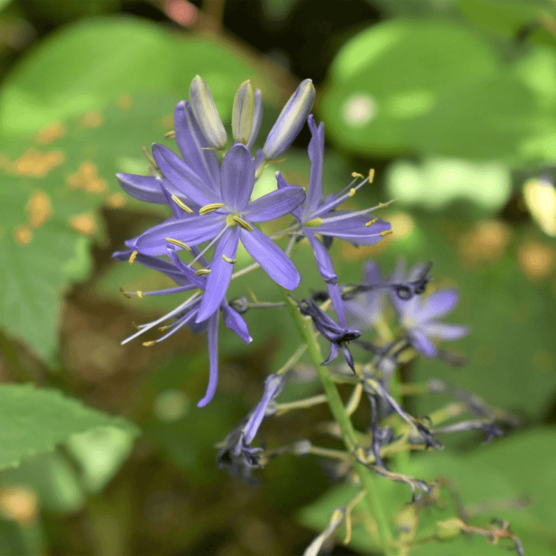 Camassia