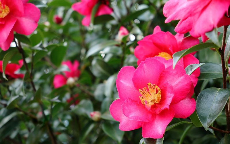 Camellia