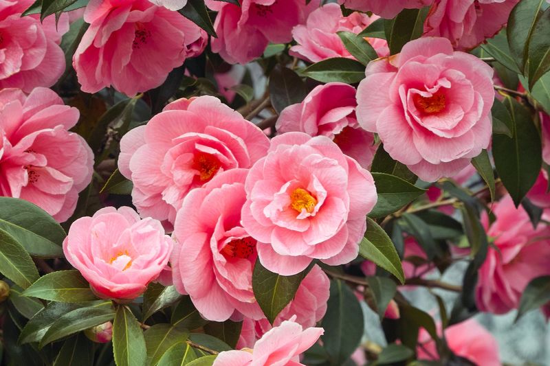 Camellias