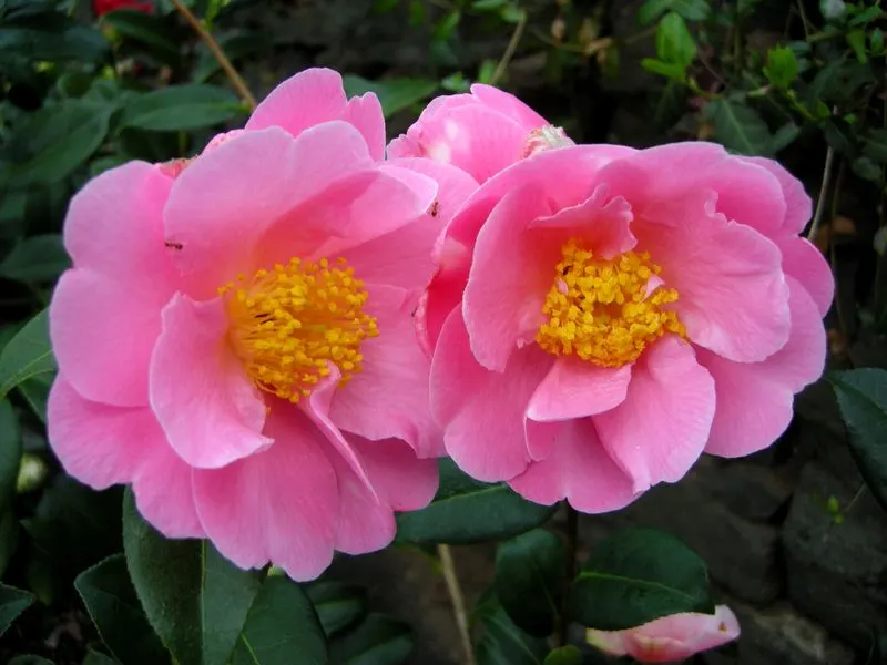 Camellias