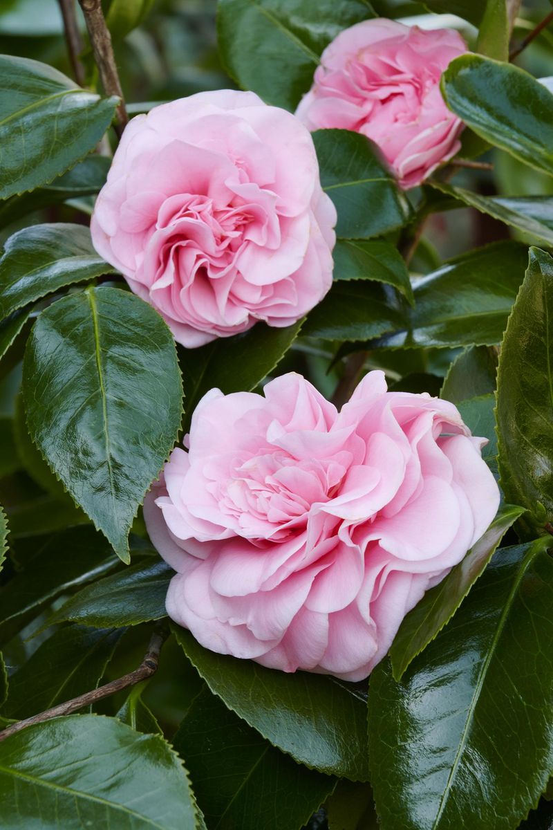 Camellias