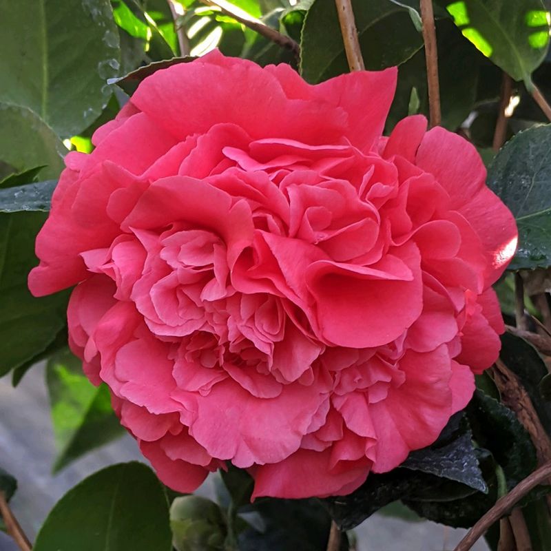 Camellias