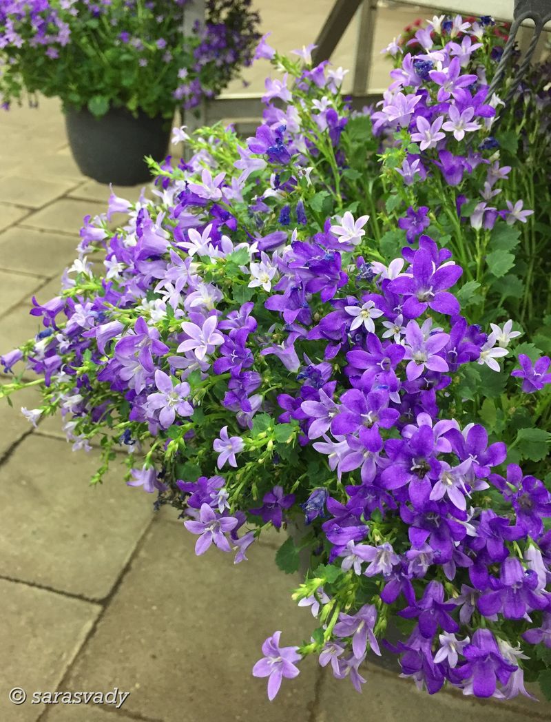 Campanula (Campanula carpatica)