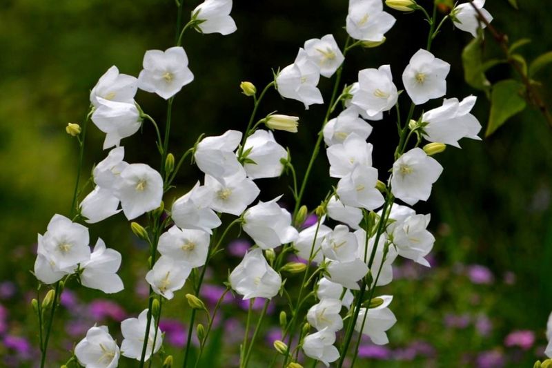 Campanula persicifolia (Peach-leaved Bellflower)