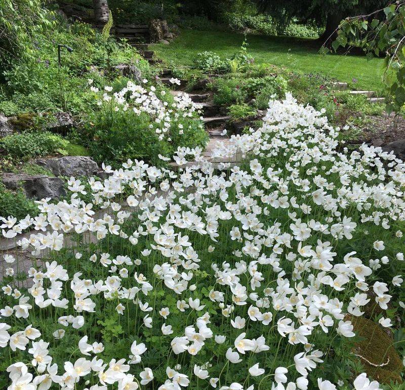 Canadian Anemone