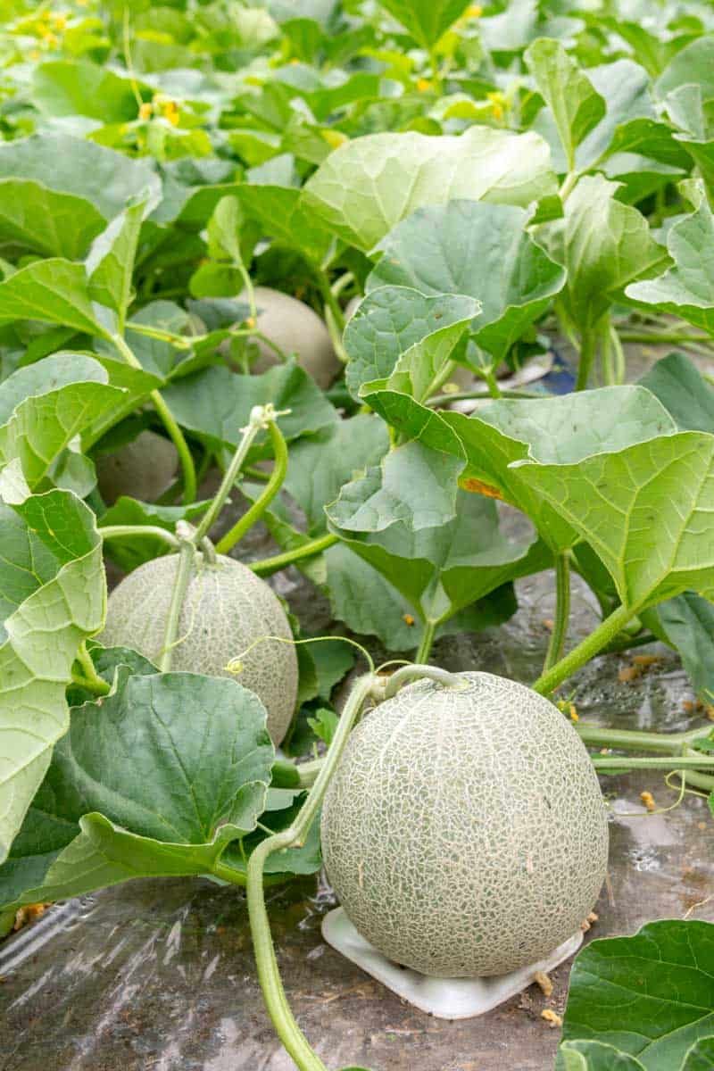 Cantaloupe