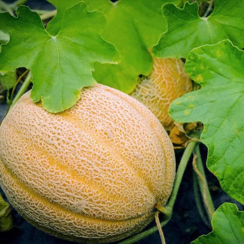 Cantaloupe