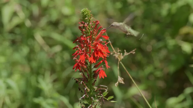 Cardinal Flower