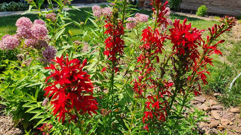 Cardinal Flower