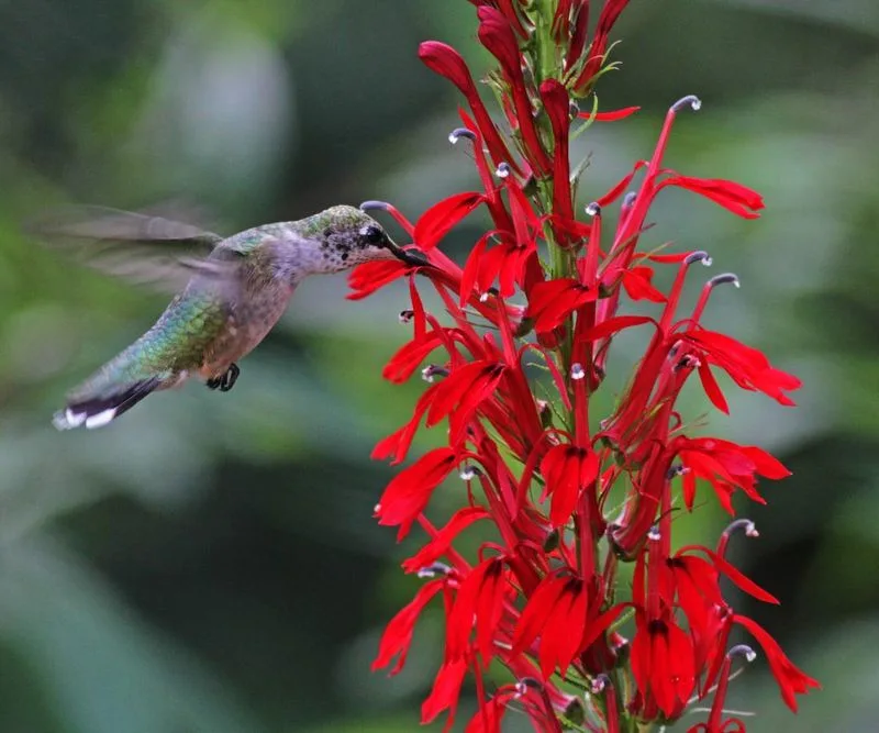 Cardinal Flower