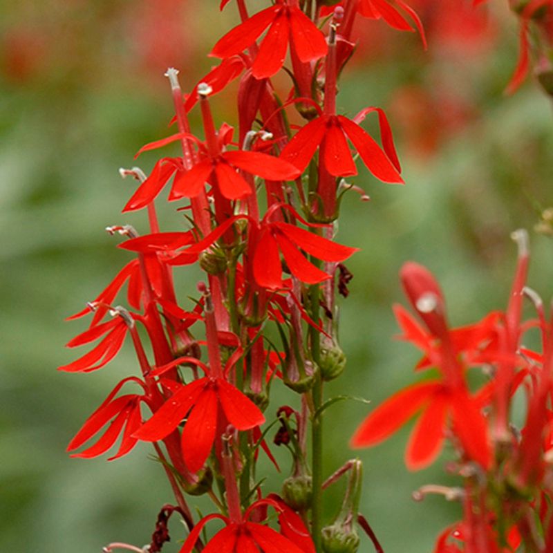 Cardinal Flower (Lobelia cardinalis)