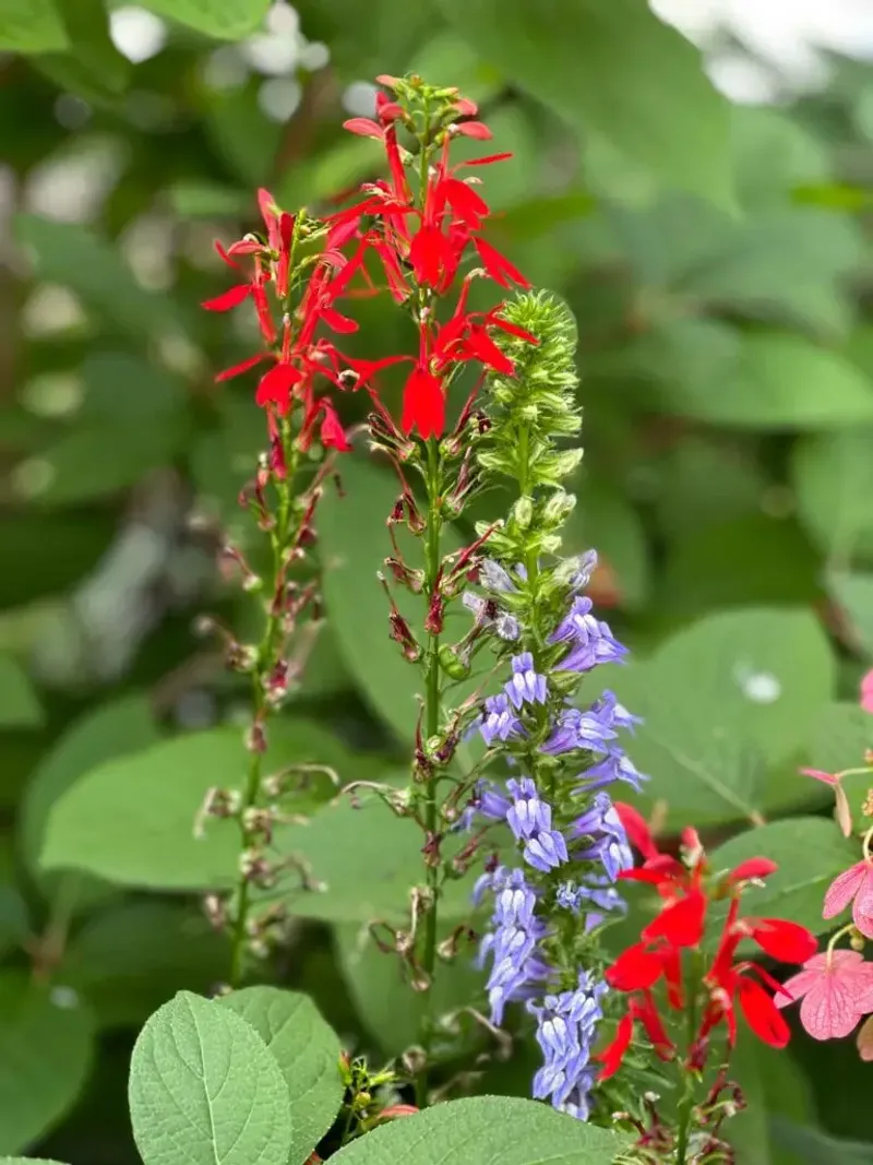 Cardinal Flower