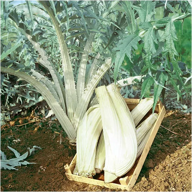 Cardoon