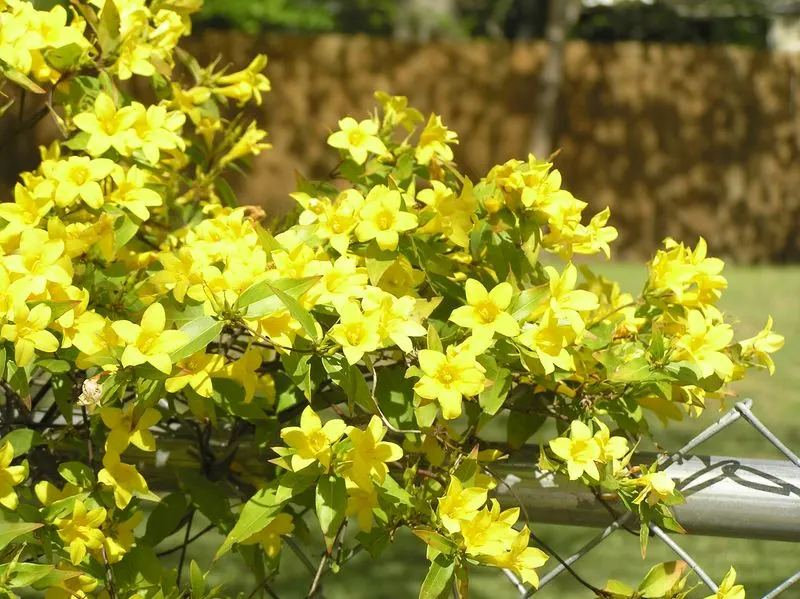 Carolina Jessamine