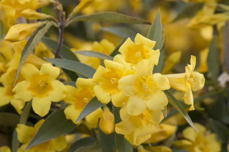 Carolina Jessamine