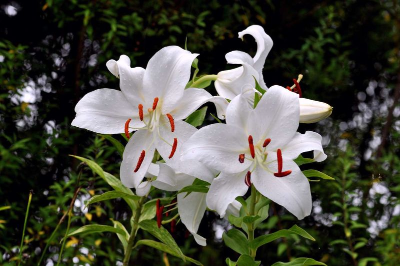 Casablanca Lily