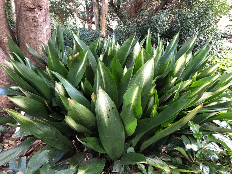 Cast Iron Plant