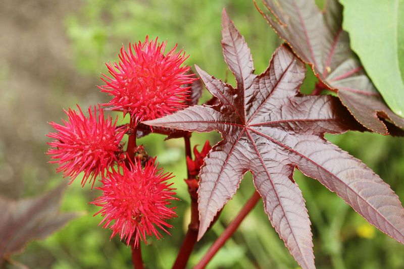 Castor Bean