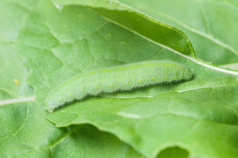 Caterpillars