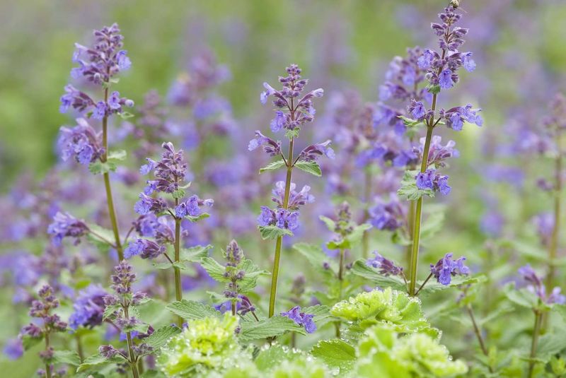 Catmint