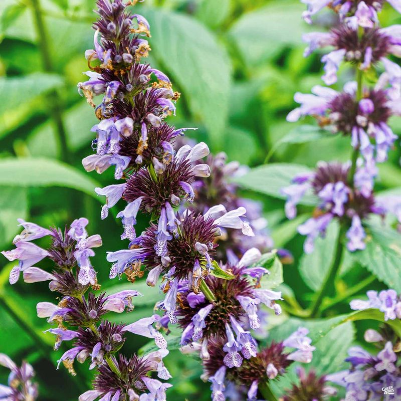 Catmint