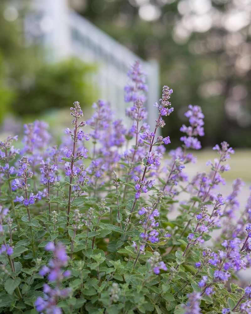 Catmint