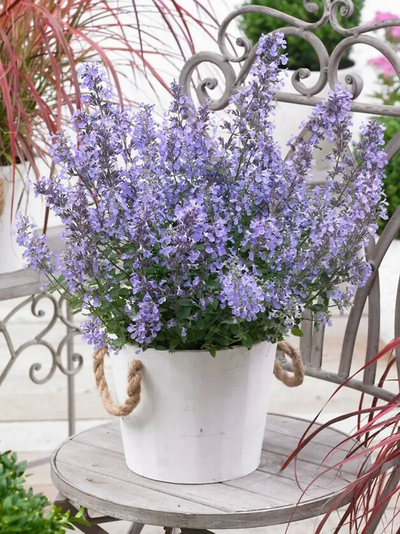 Catmint (Nepeta)