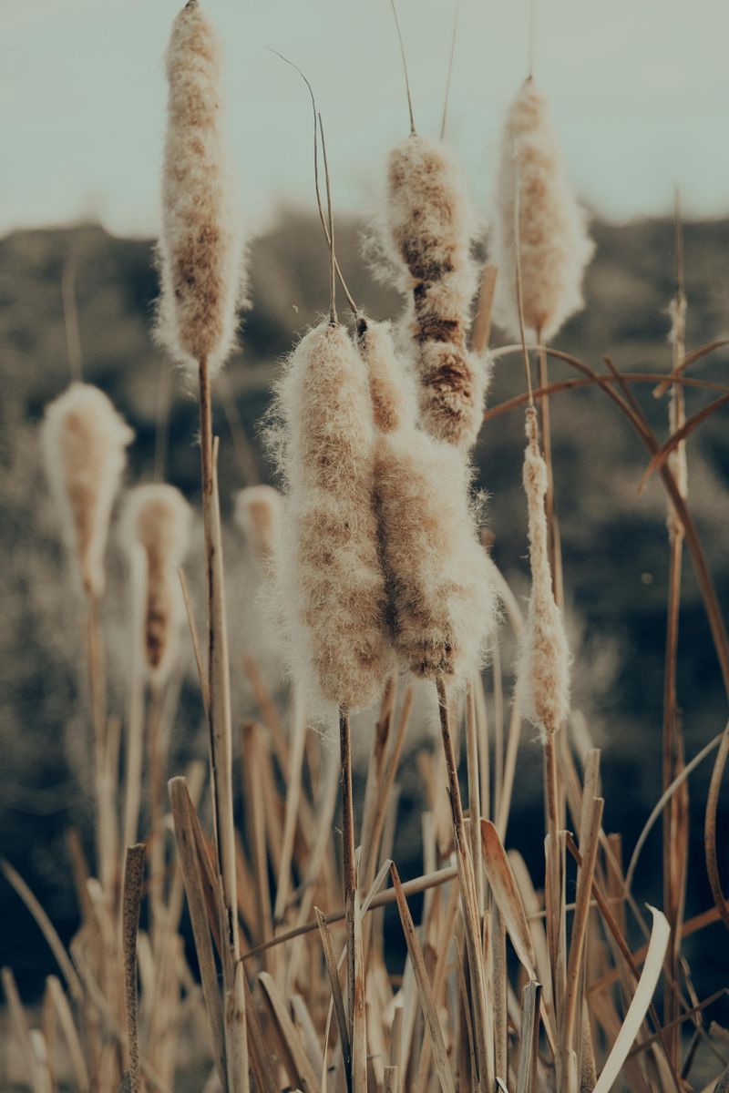 Cattail