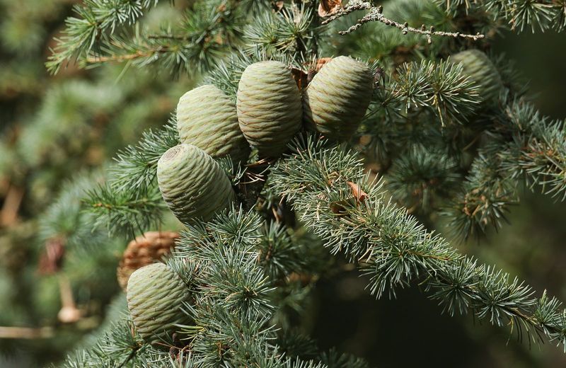 Cedar of Lebanon