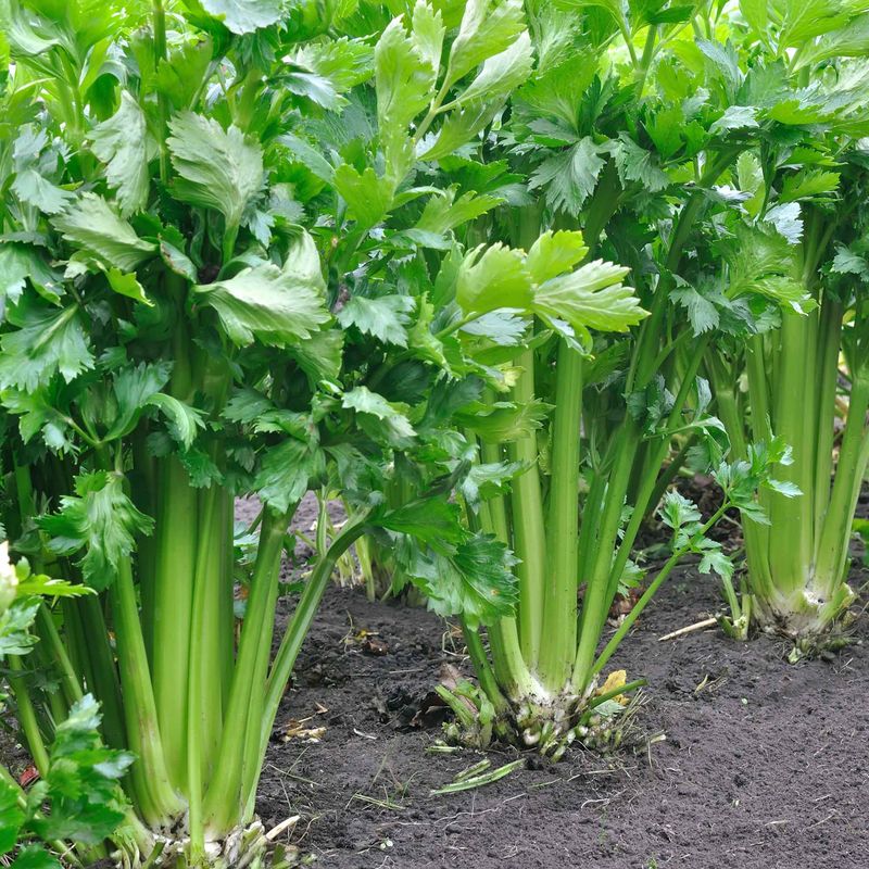 Celery