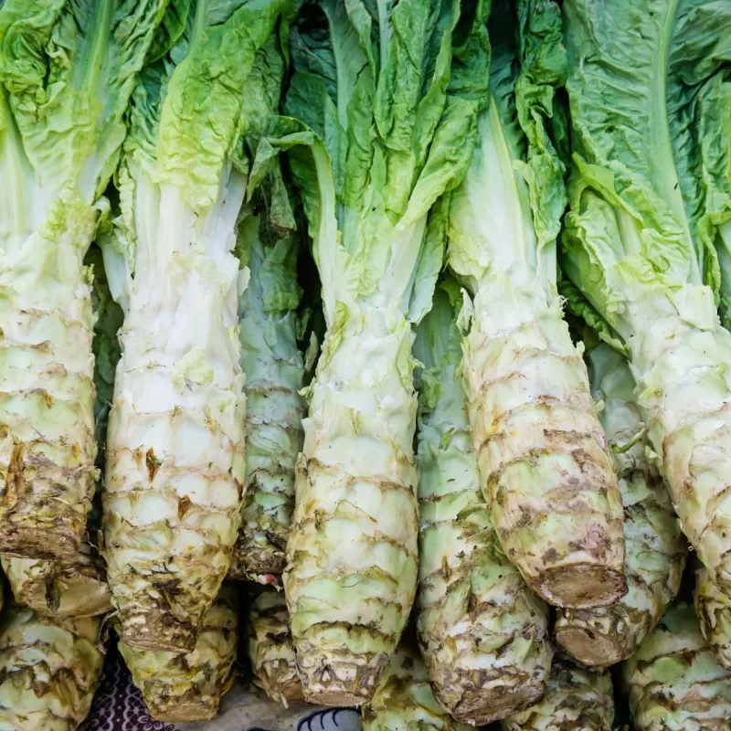 Celtuce