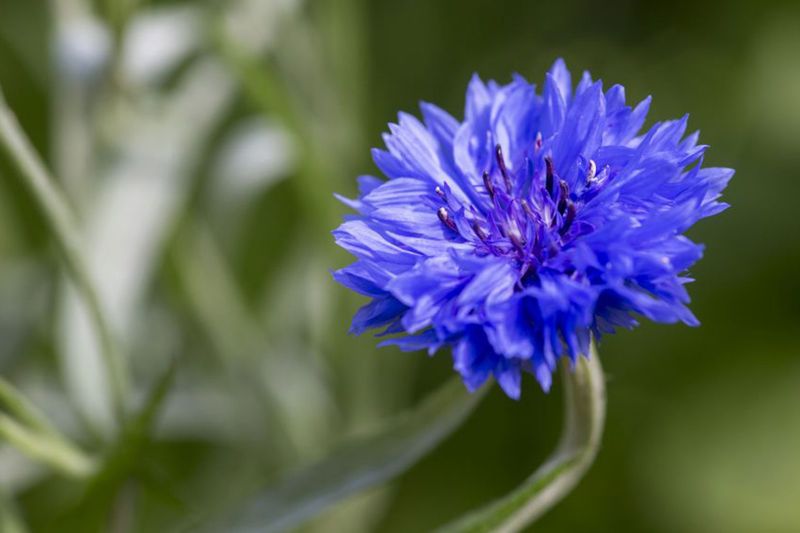 Centaurea cyanus (Cornflower)